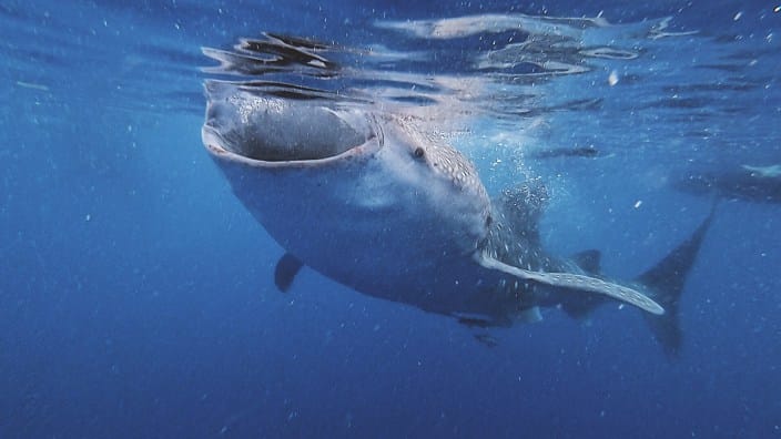 Whale Sharks