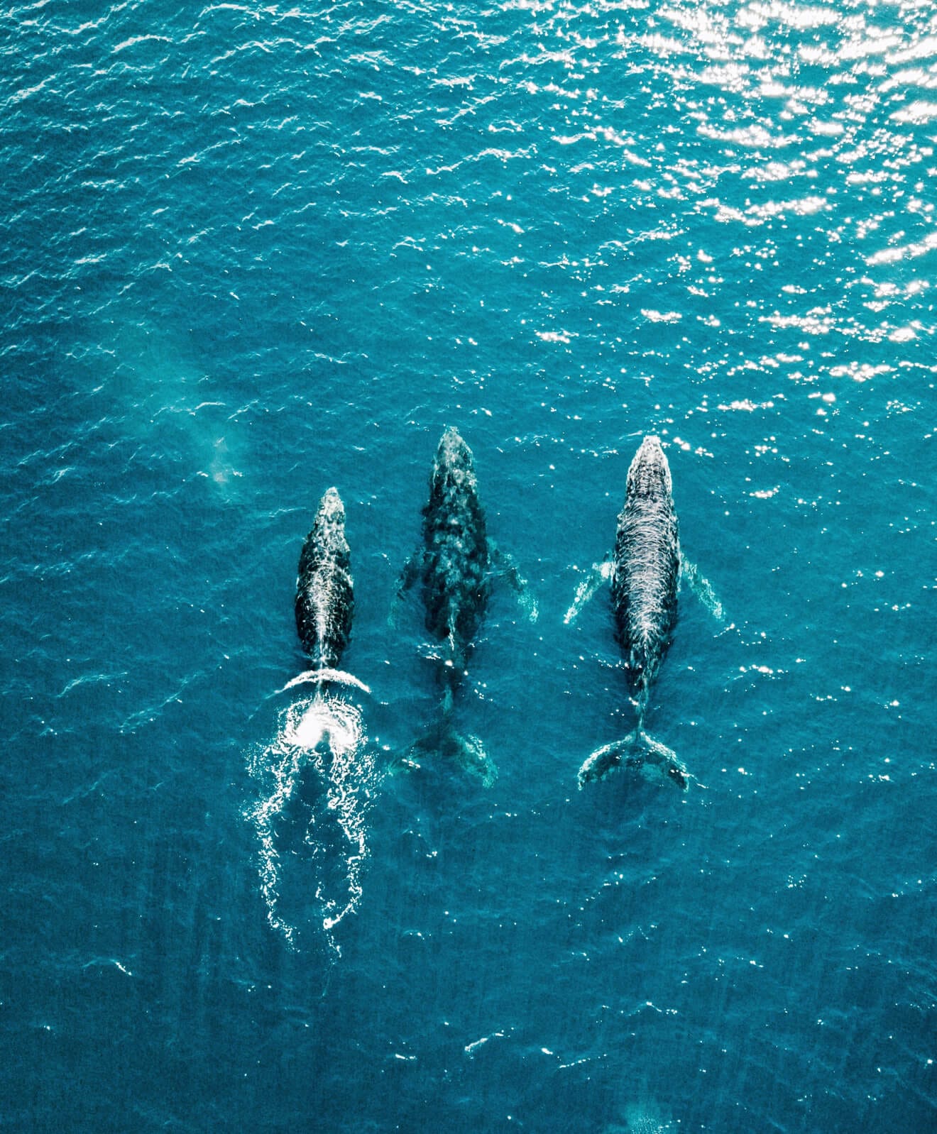 Hump Back Whales