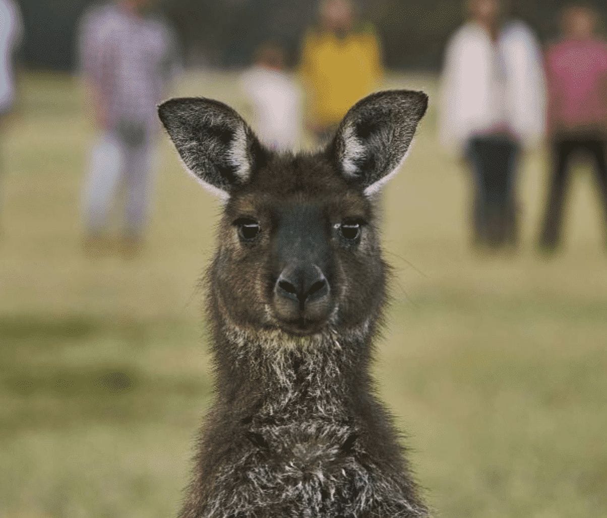 Kangaroo Island - Unexplored Footsteps