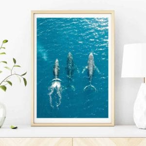 07 Humpback Whales Drone Print