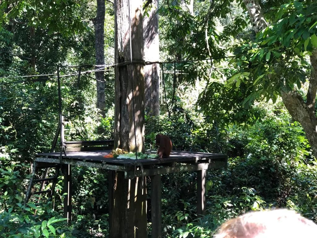 Borneo Orangutan