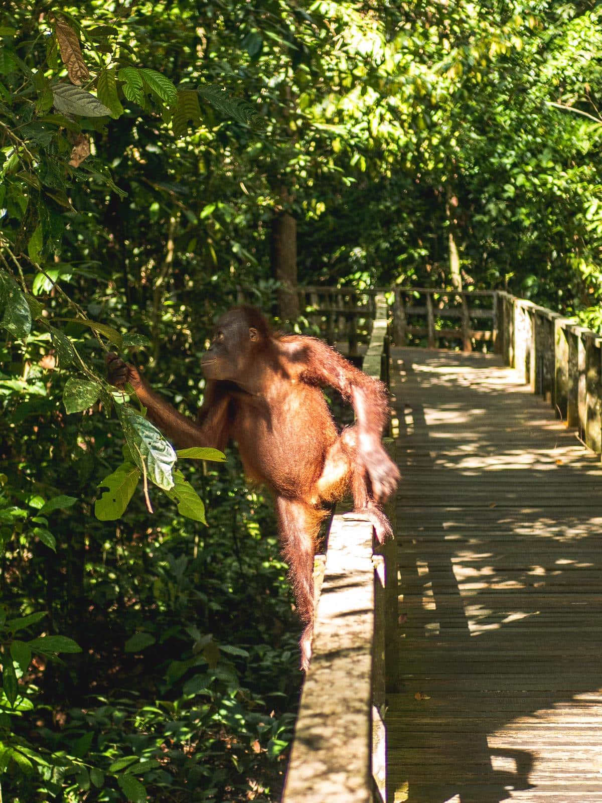 Borneo orangutan - borneo jungle