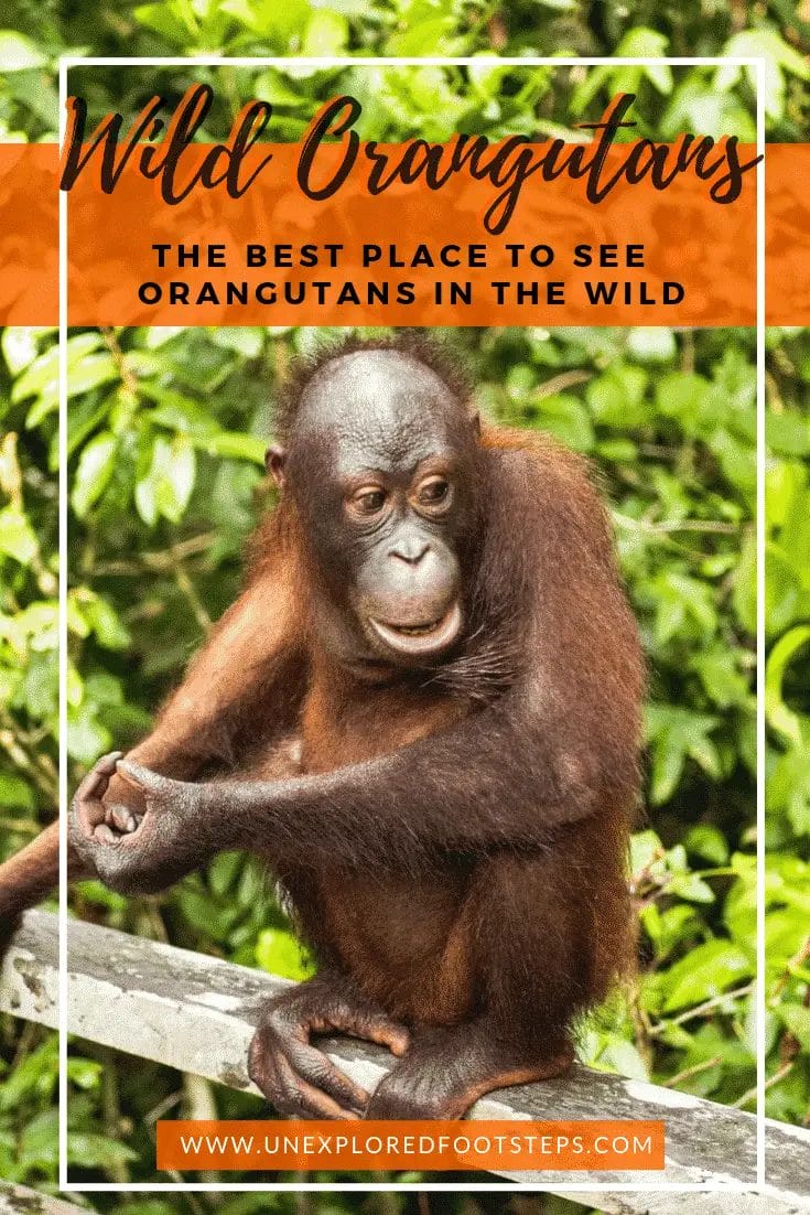 Wild Orangutans - The best place to see Orangutang in the wild -2