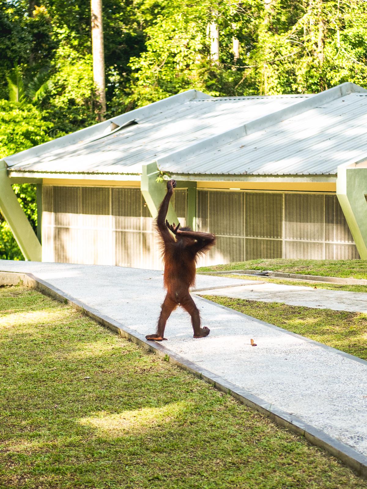 Borneo orangutan - borneo jungle