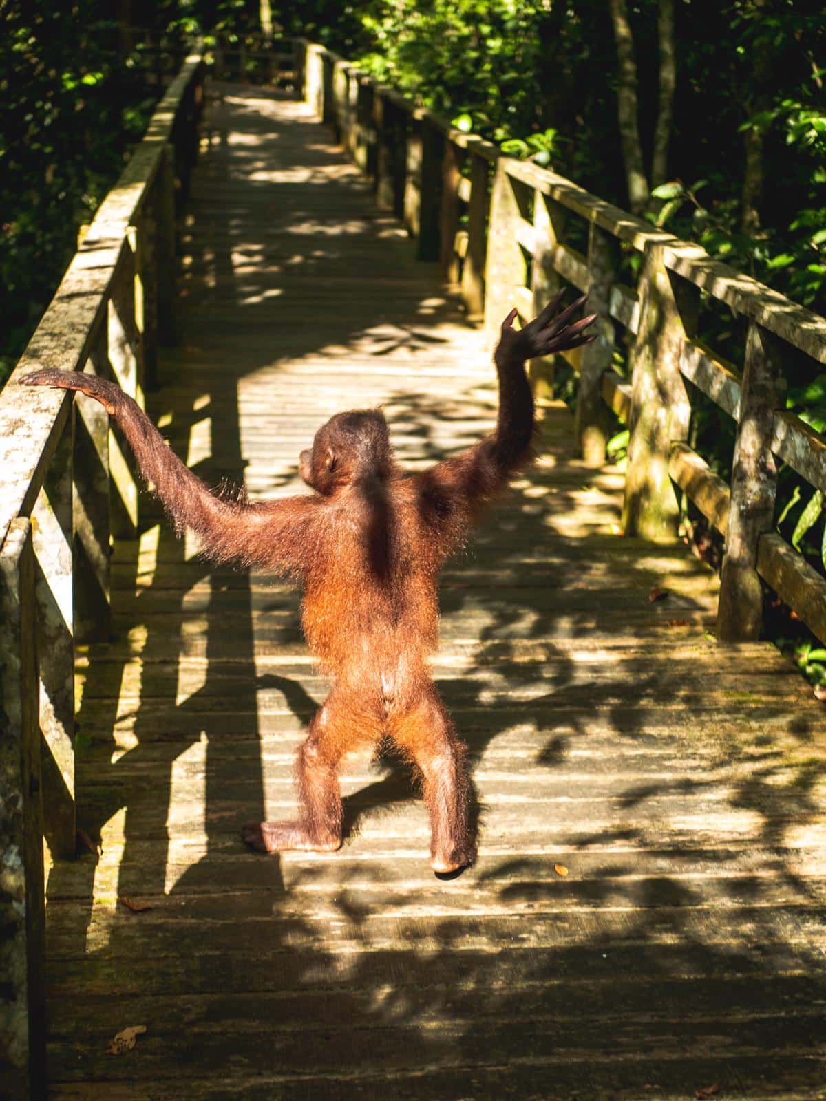 borneo orangutan