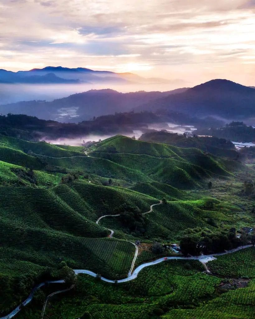 Cameron Highlands Malaysia - The Ultimate Guide and Itinerary - Tea Fields 2- Unexplored Footsteps