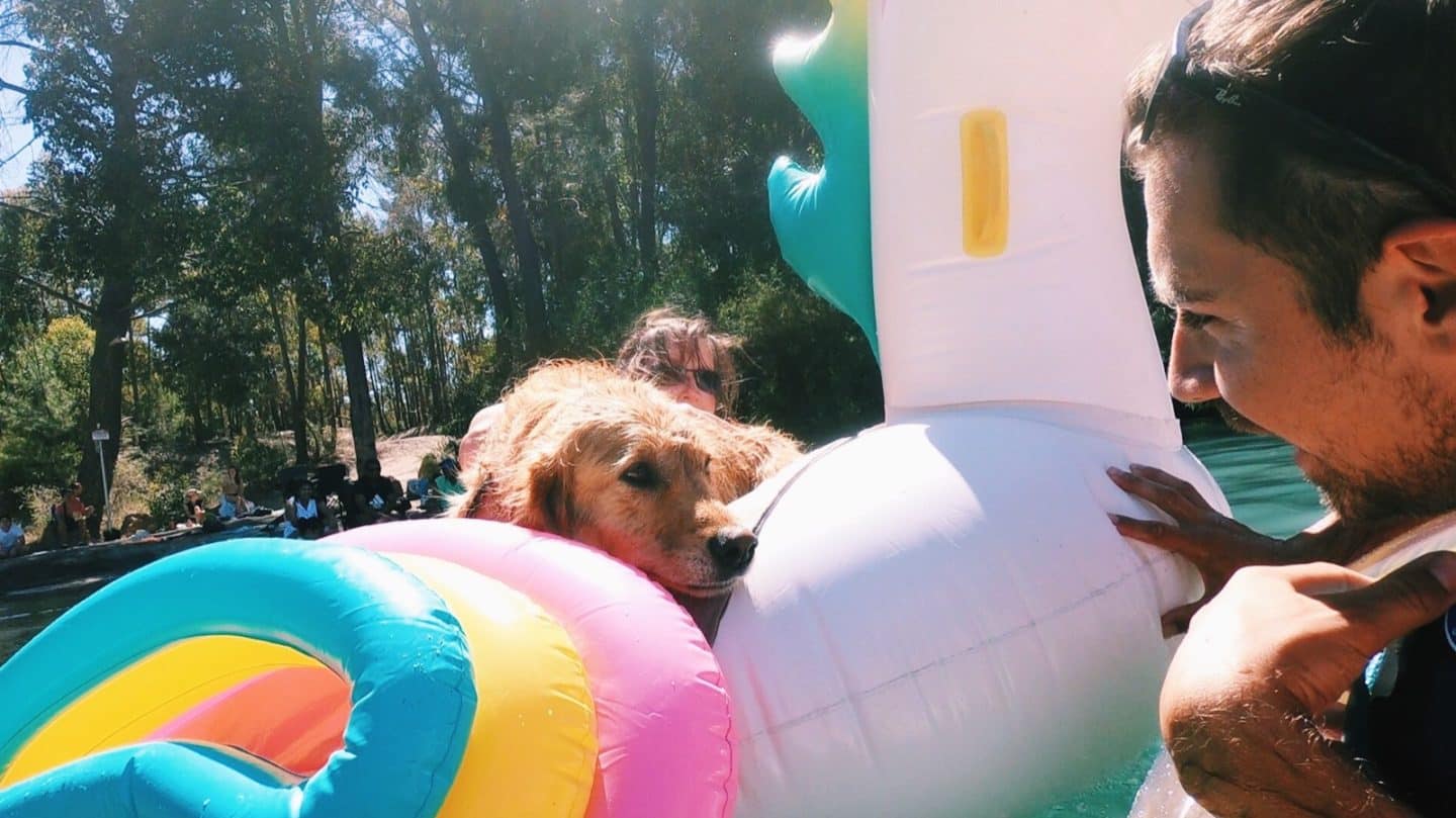 Puppy at the lake