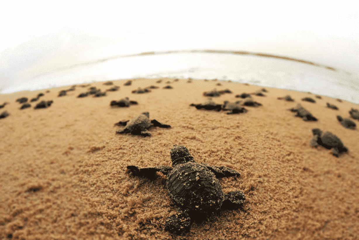 Turtle Island, Borneo