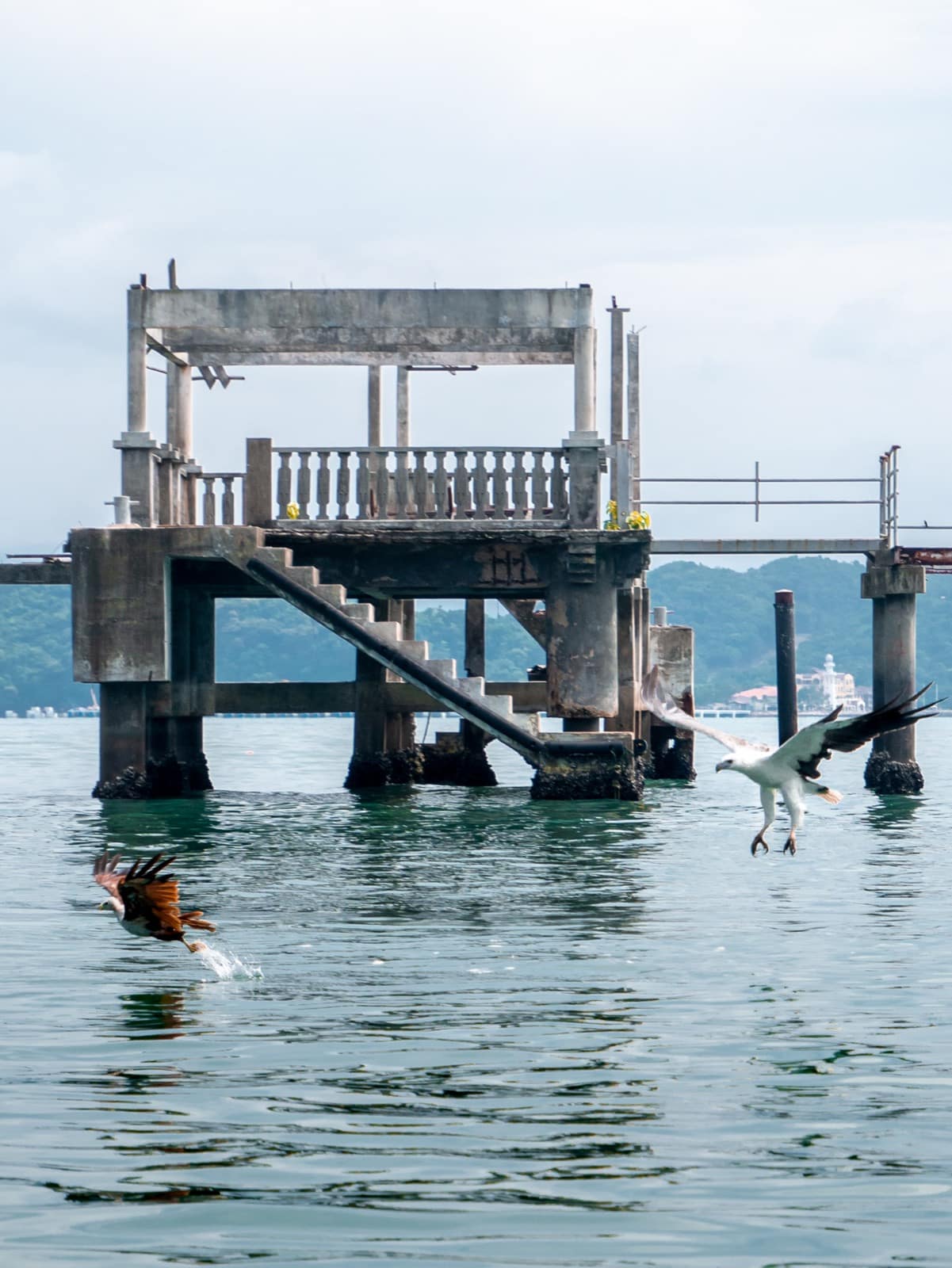 Eagle Feeding Langkawi - Island Hopping Langkawi