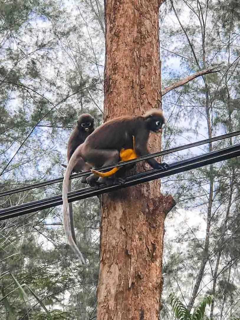 Monkeys Langkawi