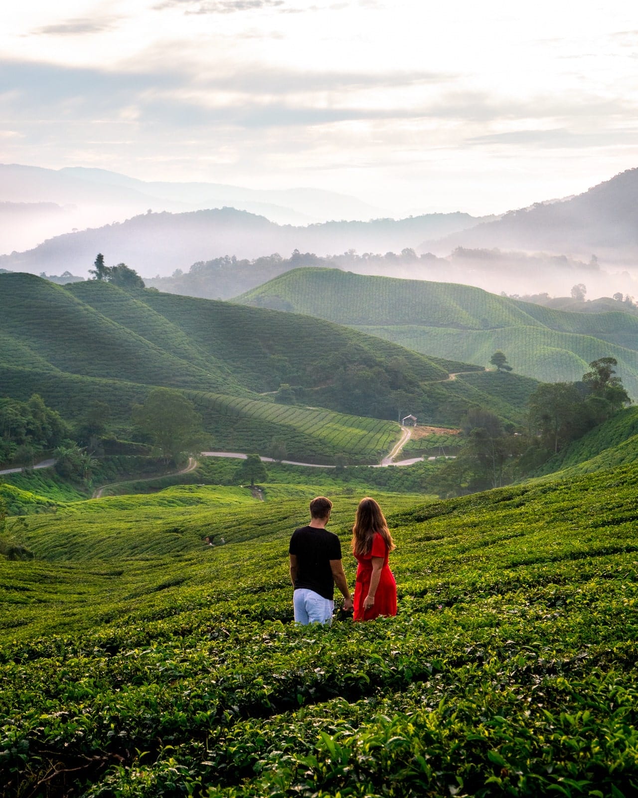 BOA Tea Fields, Malaysia