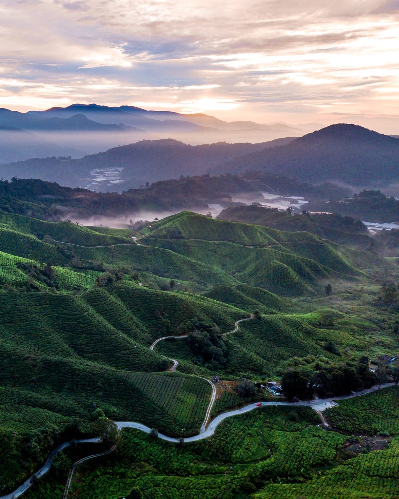 Boa Tea - Malaysia Travel Photography