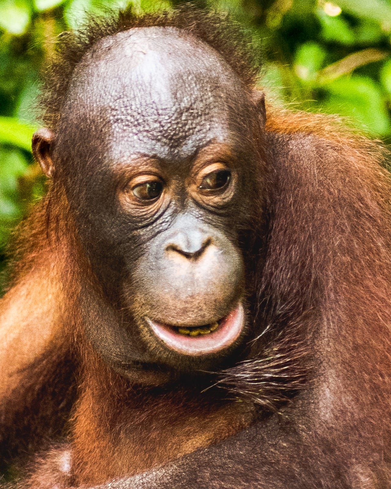 Orangutan in Borneo - Malaysian Travel Photography