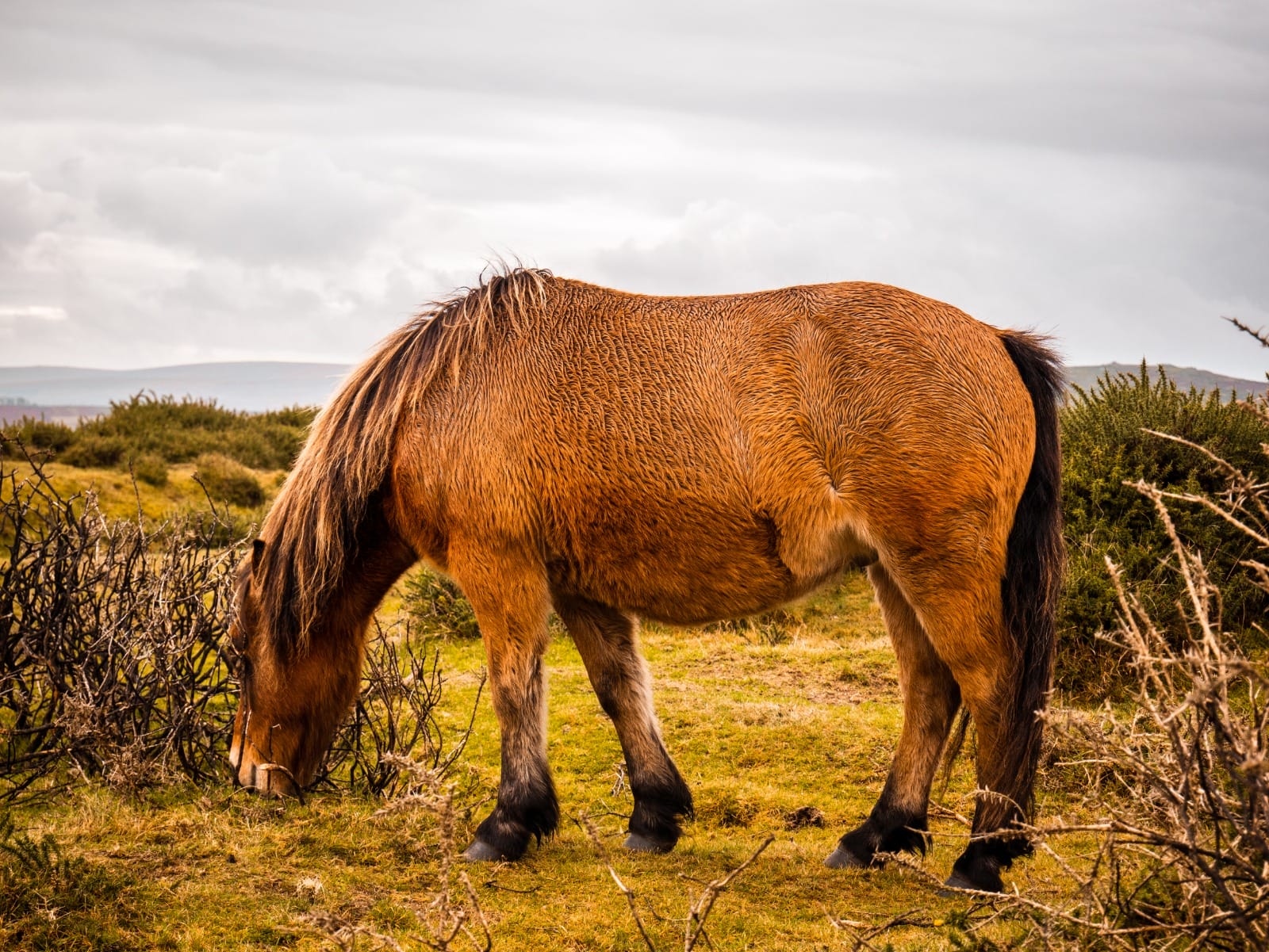 Exmoor Ponies - 7 things to do in Exmoor