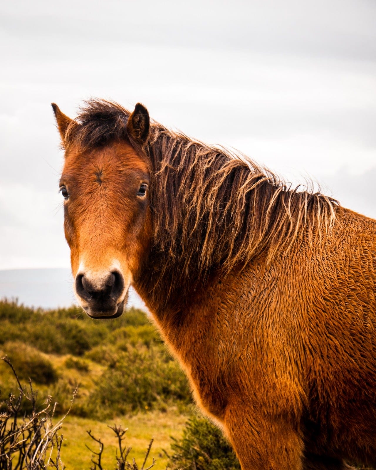 Exmoor Pony