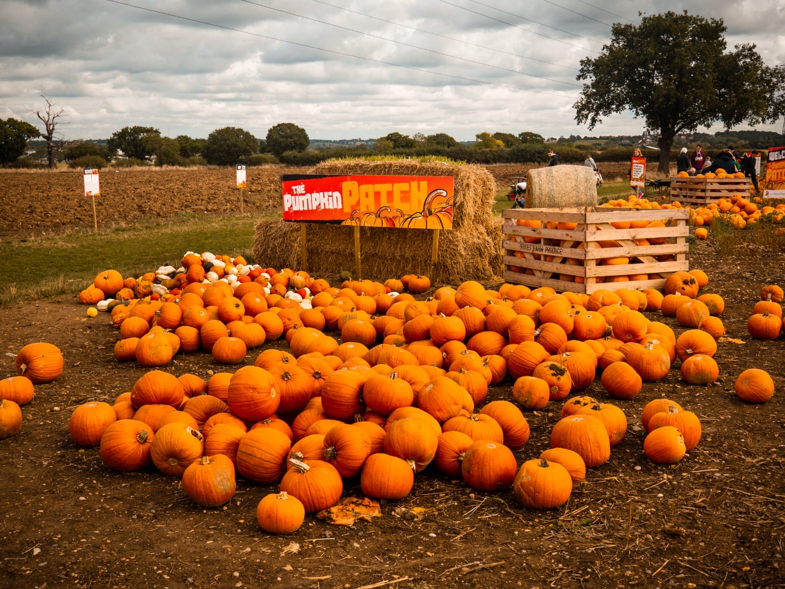 Foxes Farm Produce Pumpkin Patch